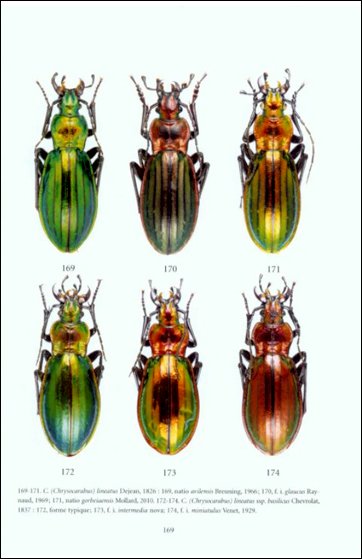 faune des carabus de la pninsule ibrique
