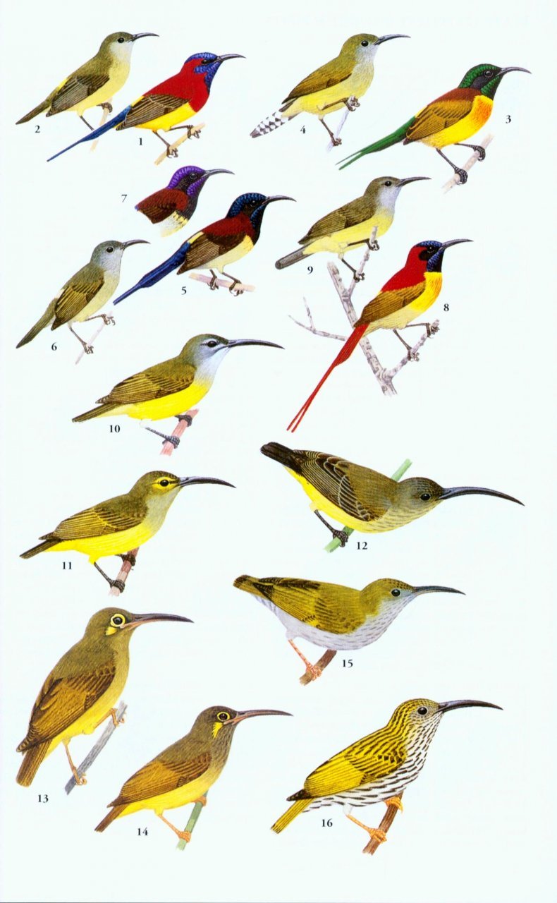 a field guide to the birds of thailand