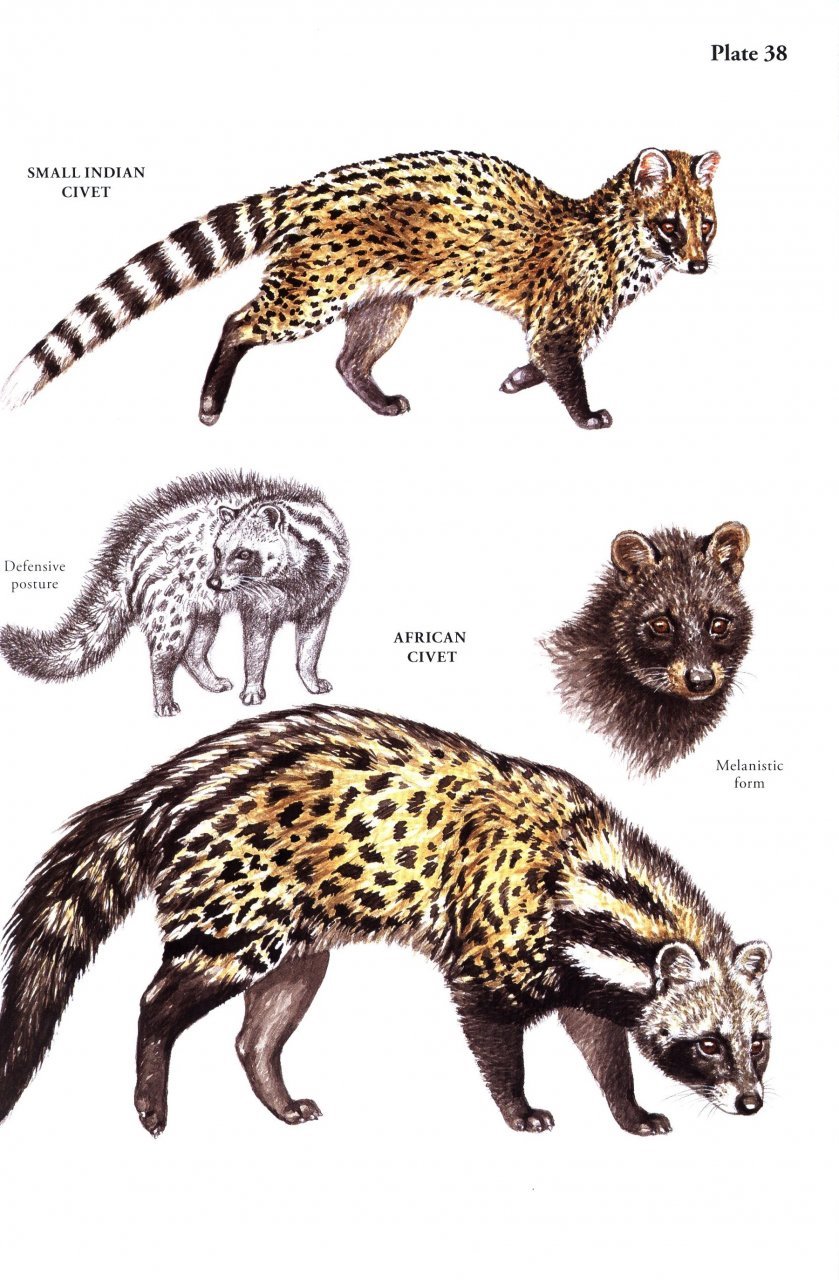 a field guide to the carnivores of the world.