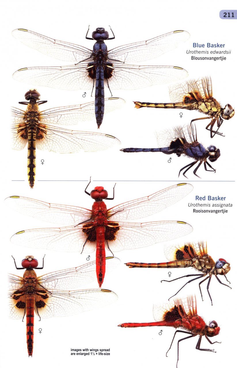 a guide to the dragonflies and damselflies of south africa: covering the 164 species of dragonfly and damselfly found in south africa, lesotho and swaziland