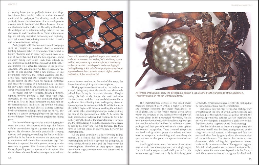 amazing arachnids