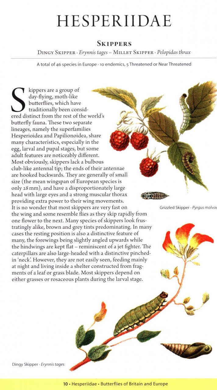 a naturalist's guide to the butterflies of britain and northern europe. 2 ed.