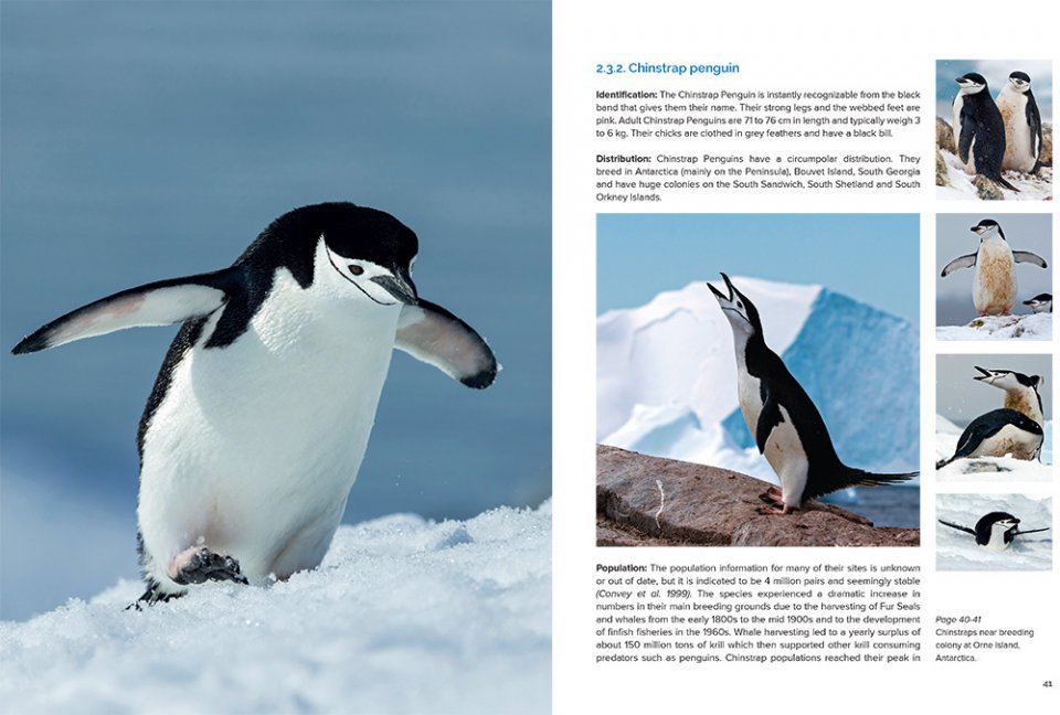 around the world for penguins. where to see all the 18 penguin species