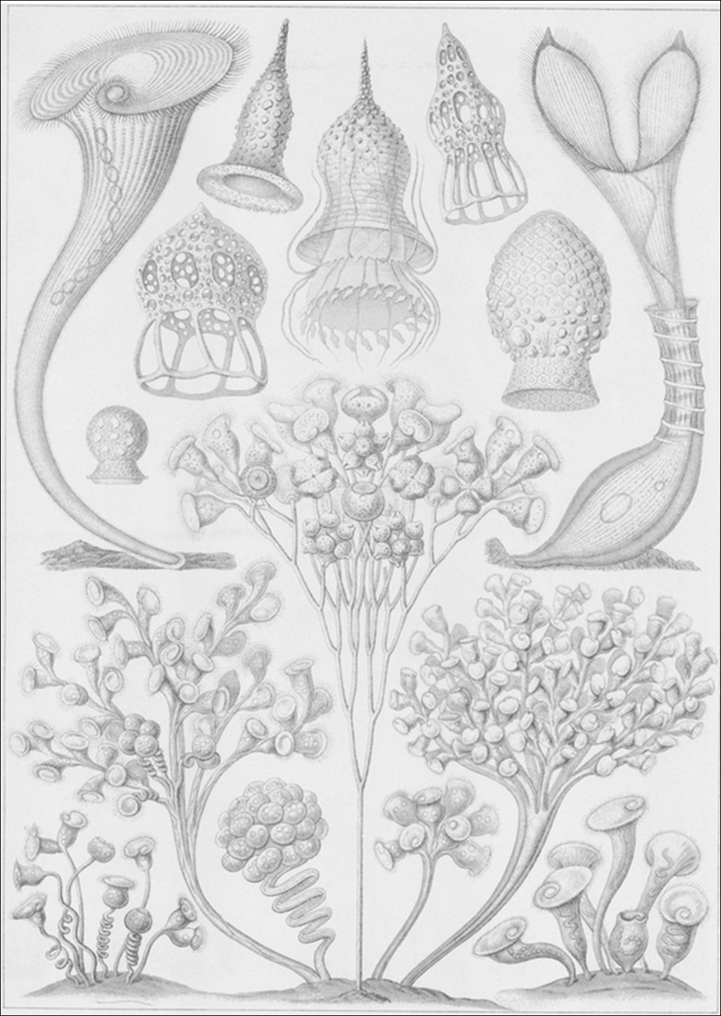 art forms in nature