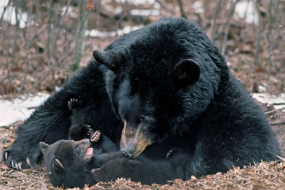 bears of the north: a year inside their worlds