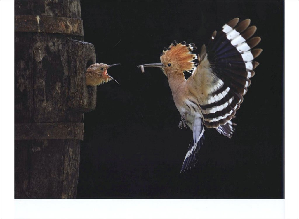 bird photographer of the year. collection 3