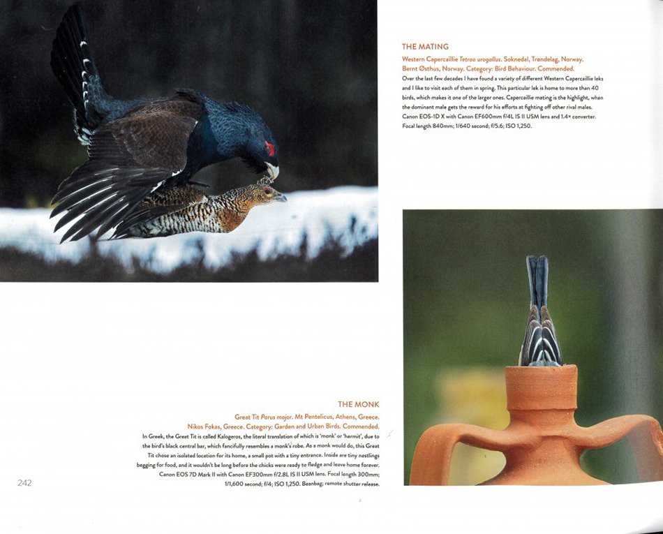 bird photographer of the year: collection 5