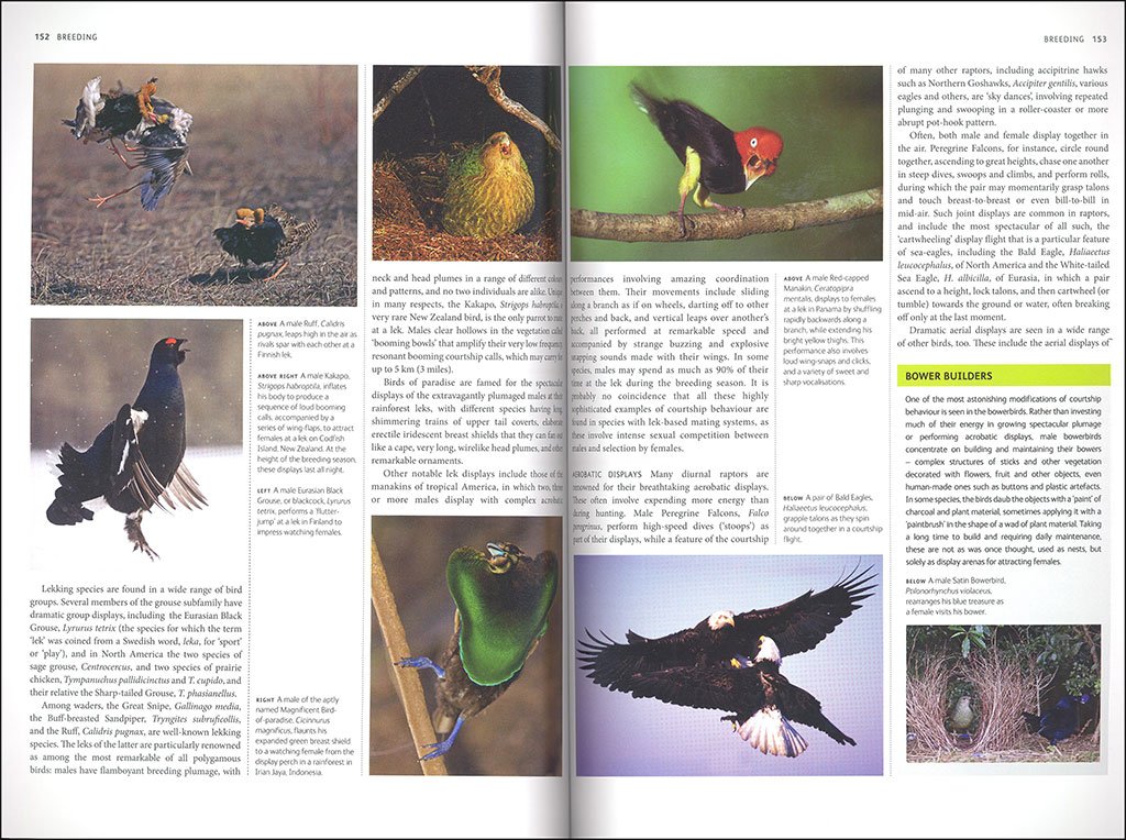 birds. a complete guide to their biology and behaviour