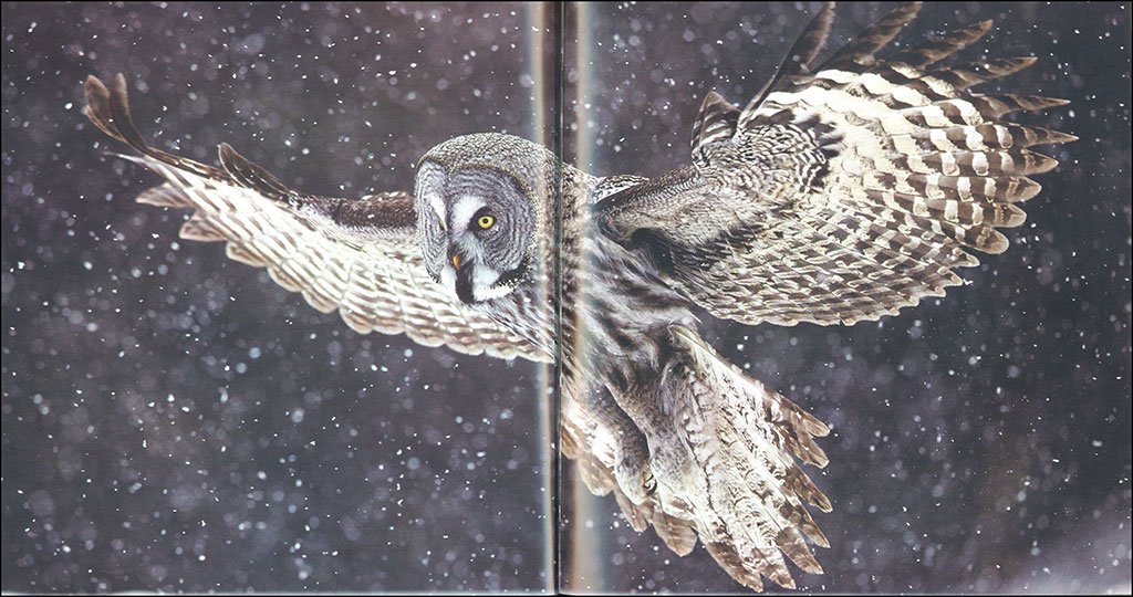 birds in pictures