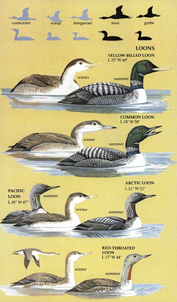 birds of north america. a guide to field identification
