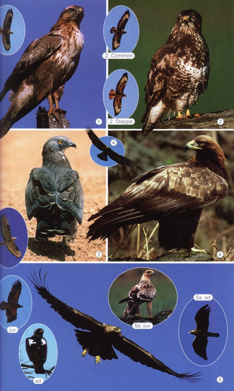 birds of the mediterranean