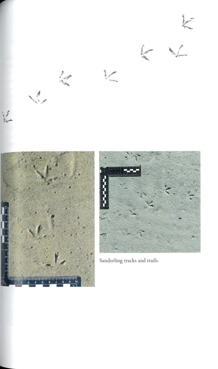 bird tracks: a field guide to british species