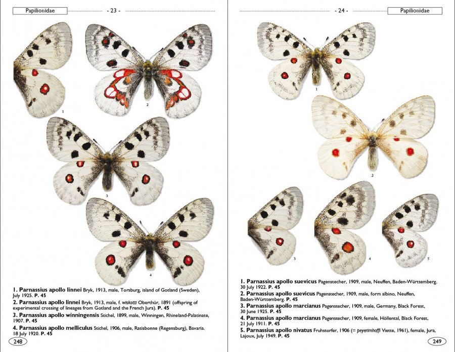 butterflies of europe and neighbouring regions