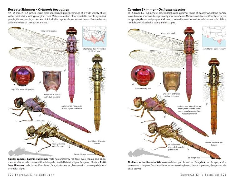 dragonflies of north america