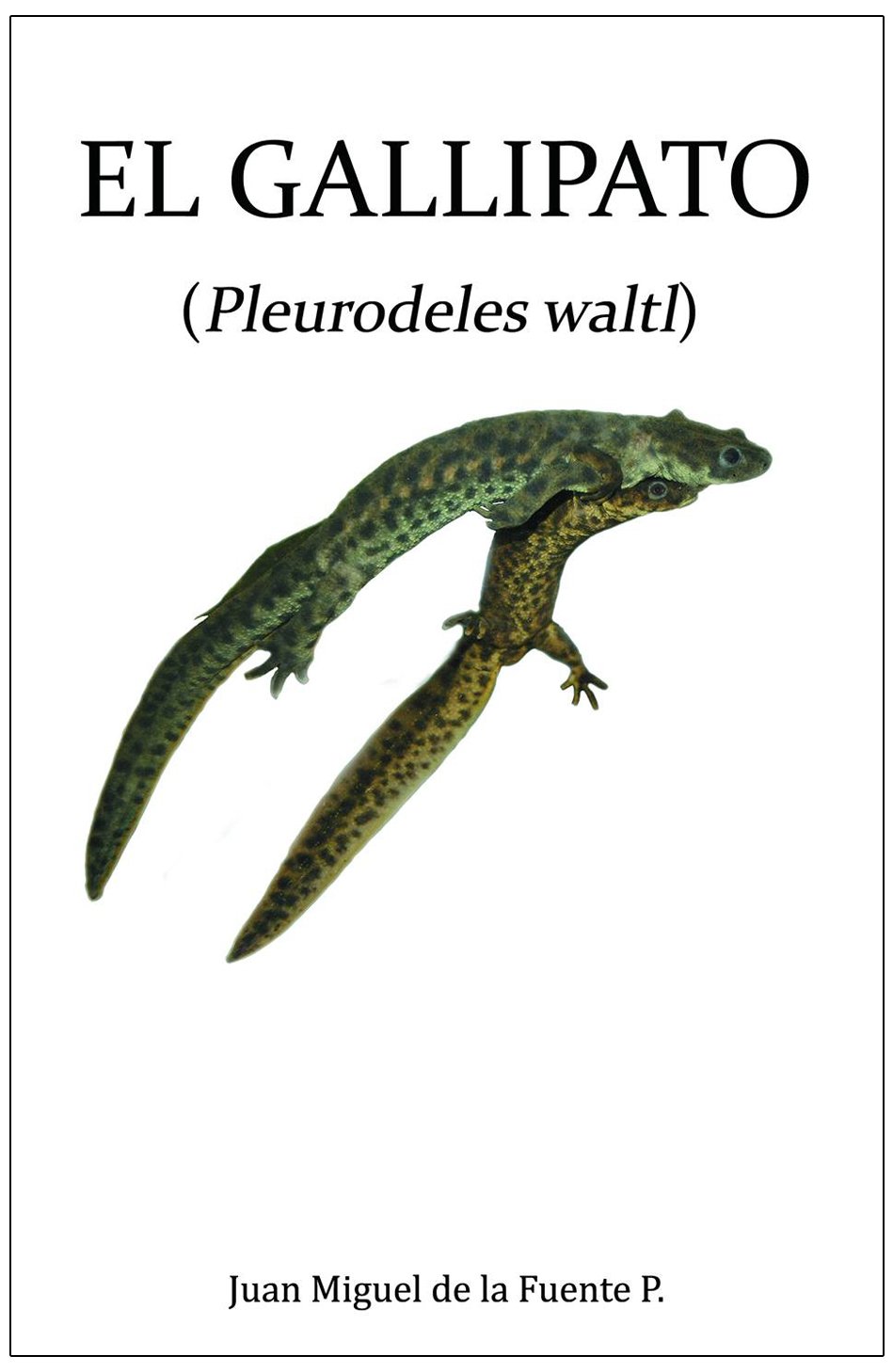 el gallipato (pleurodeles waltl)