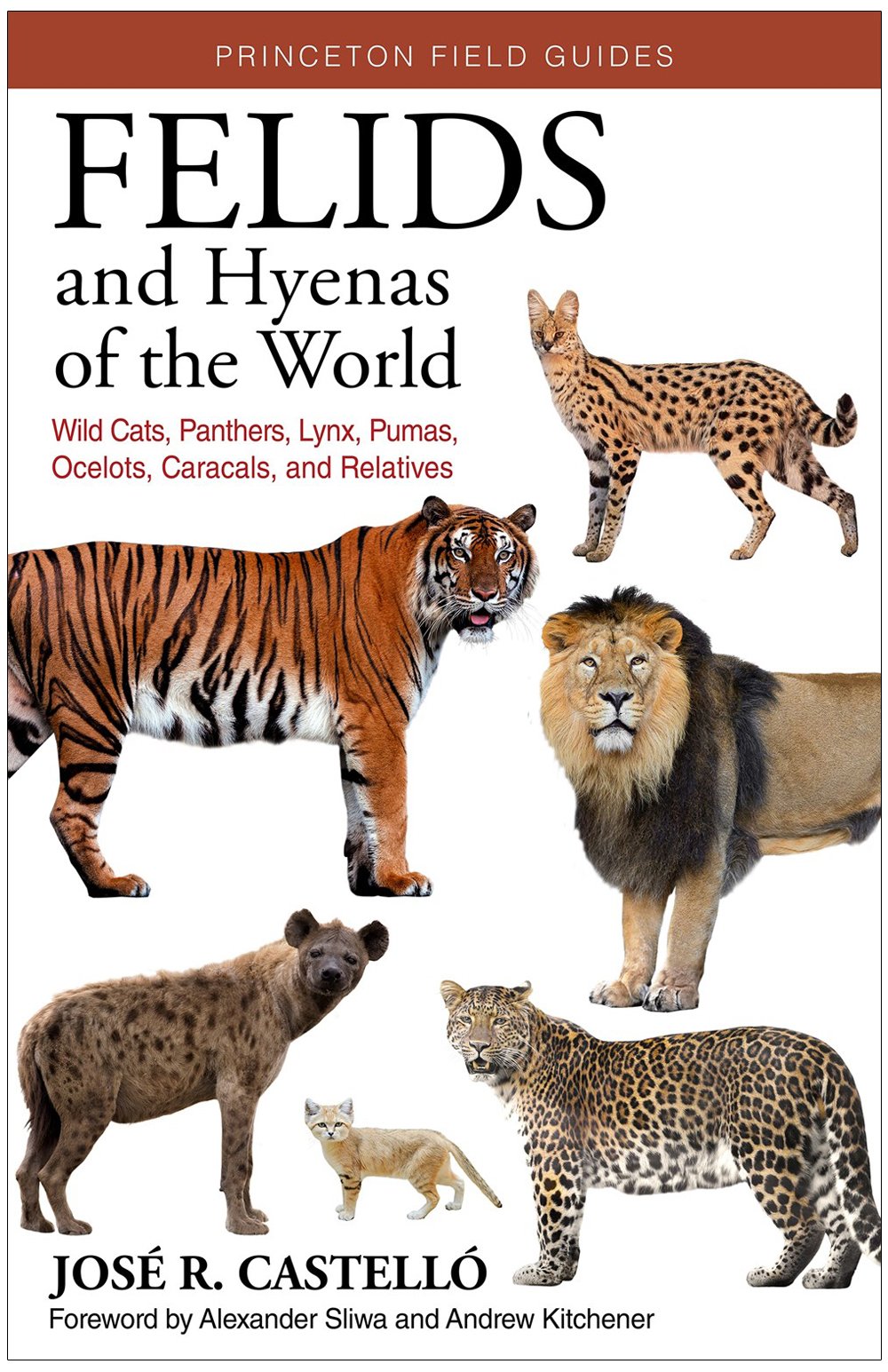 felids and hyenas of the world. wild cats, panthers, lynx, pumas, ocelots, caracals, and relatives
