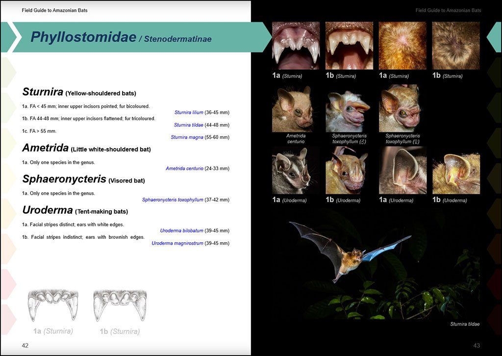 field guide to the bats of the amazon. 2nd ed.