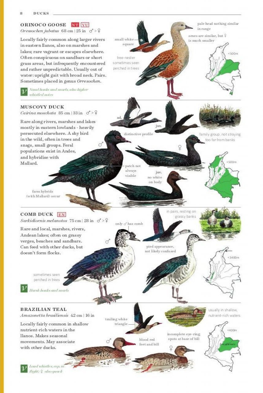 field guide to the birds of colombia