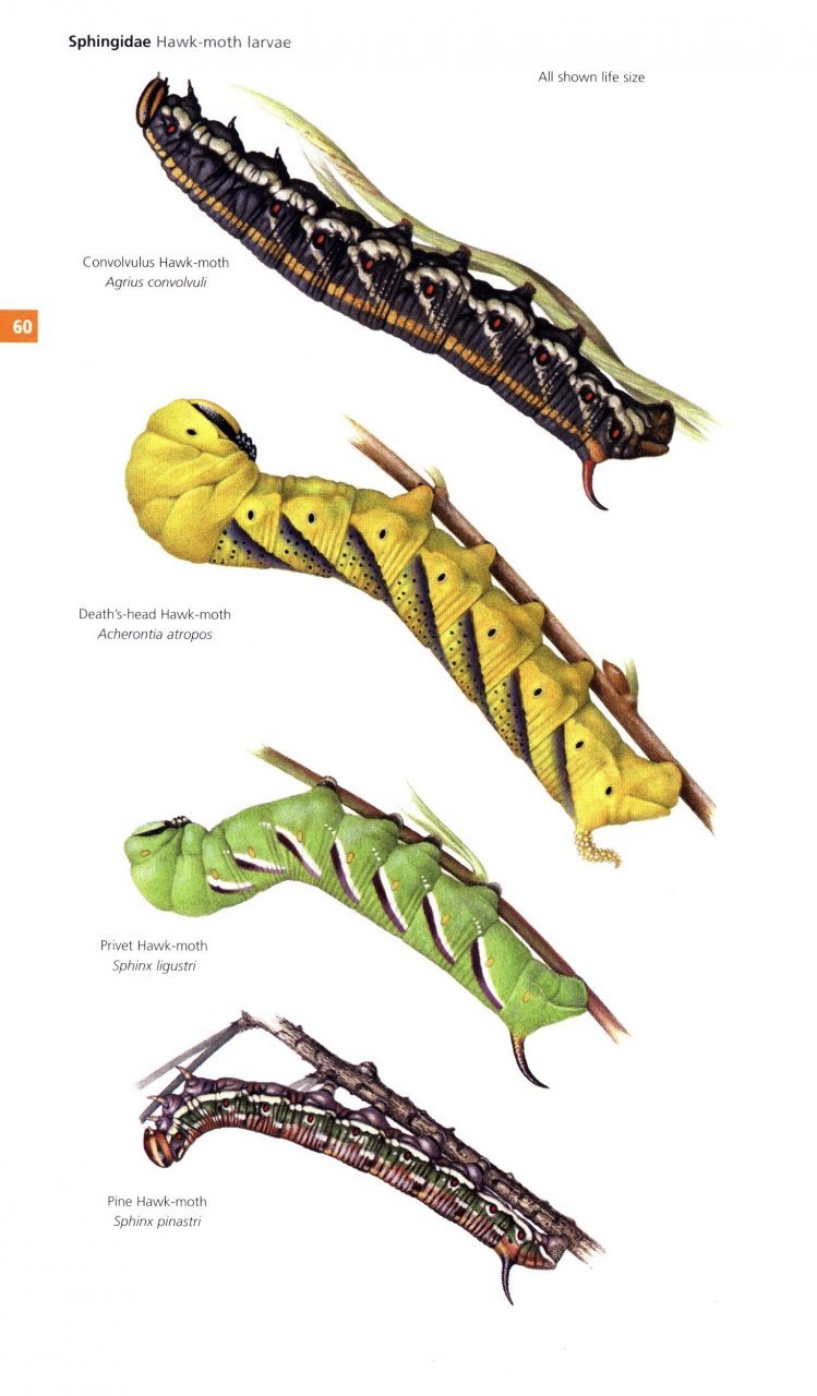 field guide to the moths of great britain and ireland