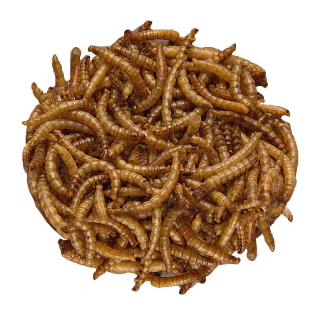 grana-mrl-90 larvas de tenebrios deshidratadas 90g