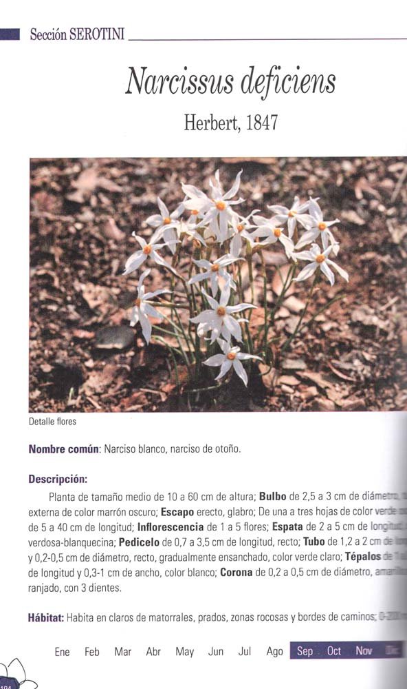 guia de los narcisos silvestres de andalucia