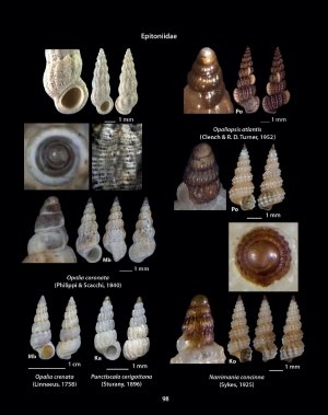 hellenic conches