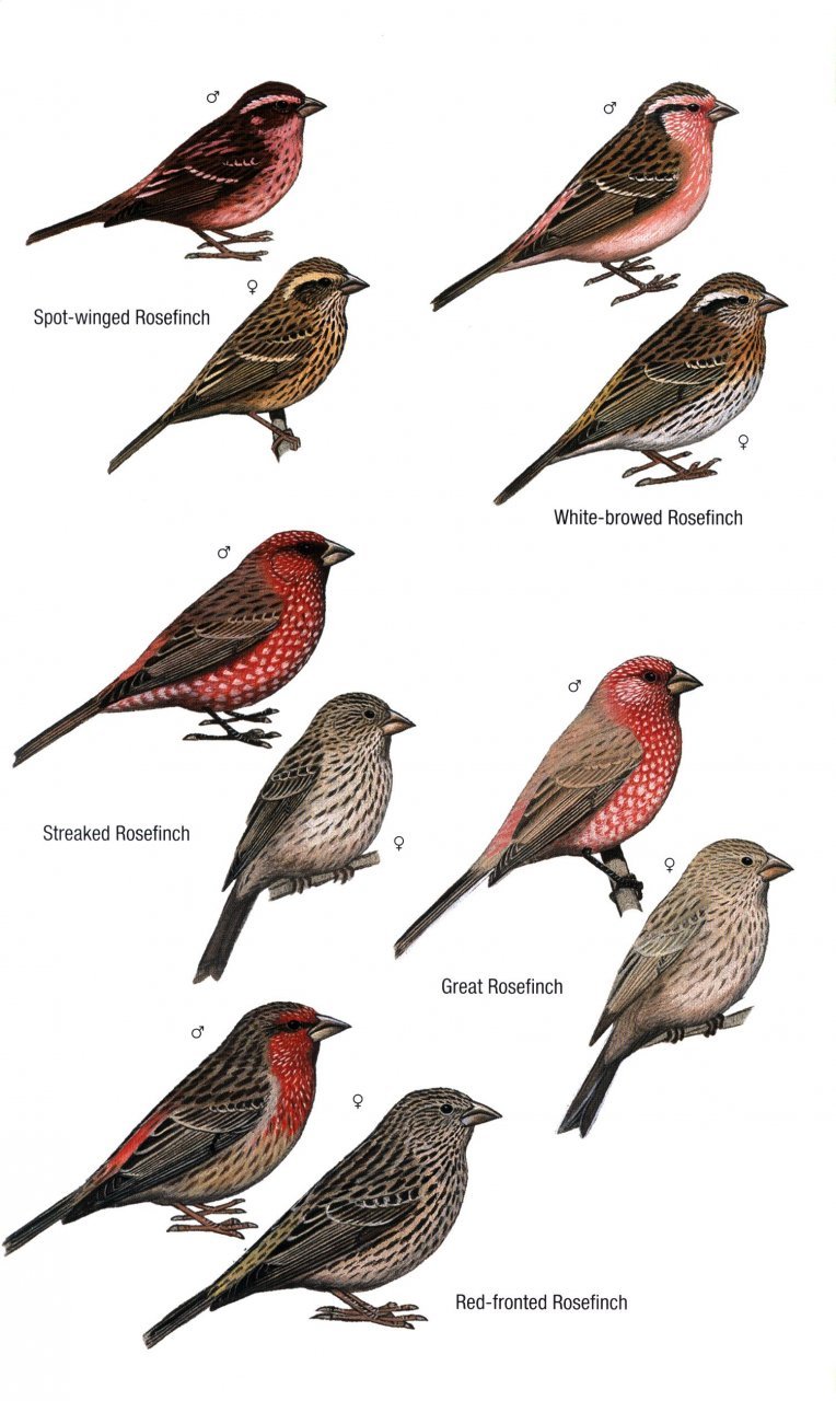 helm field guides. birds of bhutan and the eastern himalayas