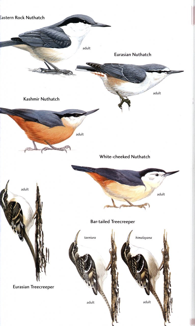 helm field guides. birds of central asia