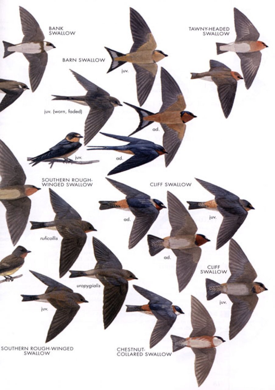 helm field guides. birds of peru