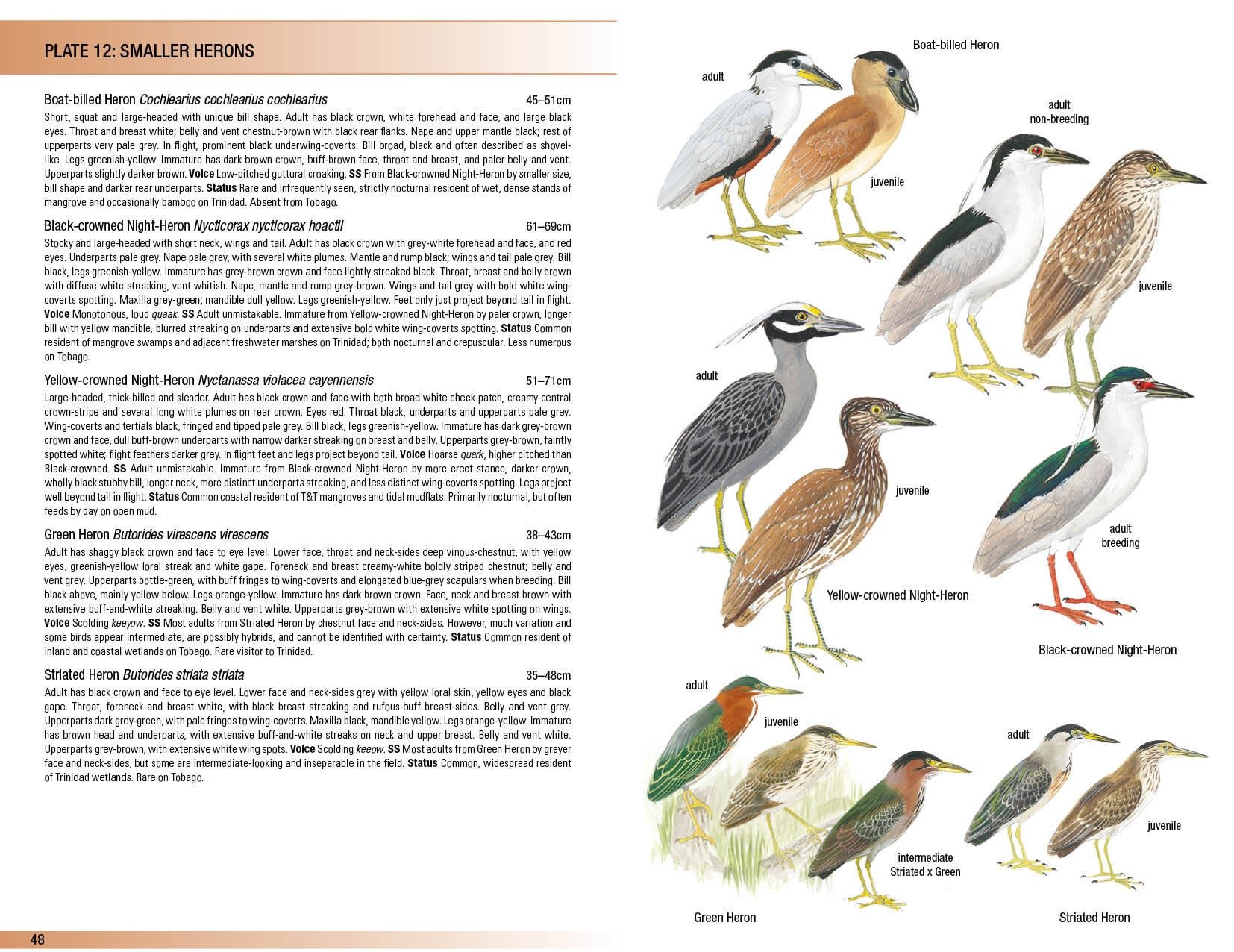 helm field guides. birds of trinidad and tobago