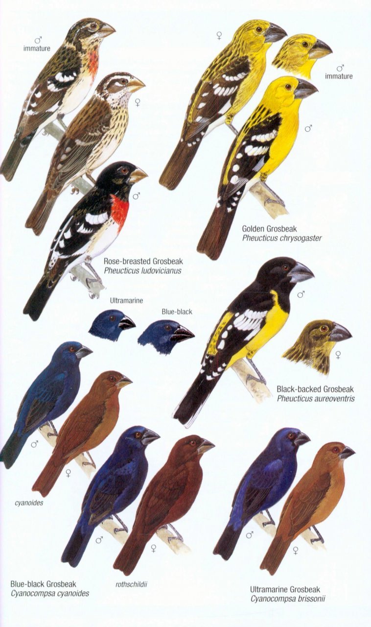 helm field guides. birds of venezuela