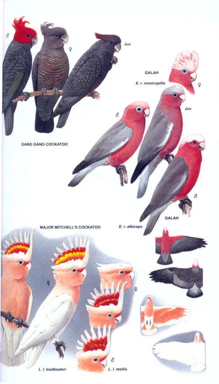 helm field guides. parrots of the world