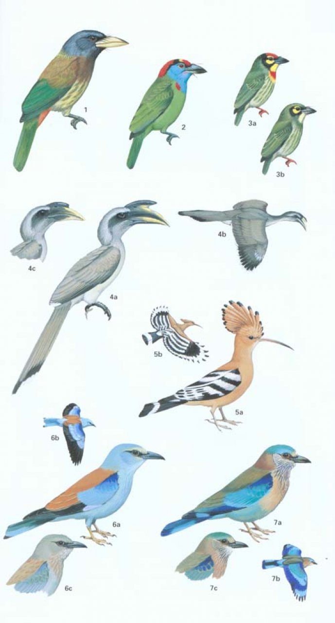 helm field guide to the birds of pakistan