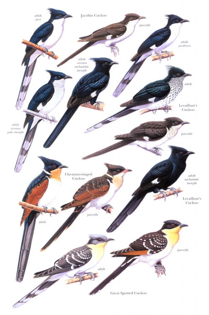 helm identification guide. cuckoos of the world