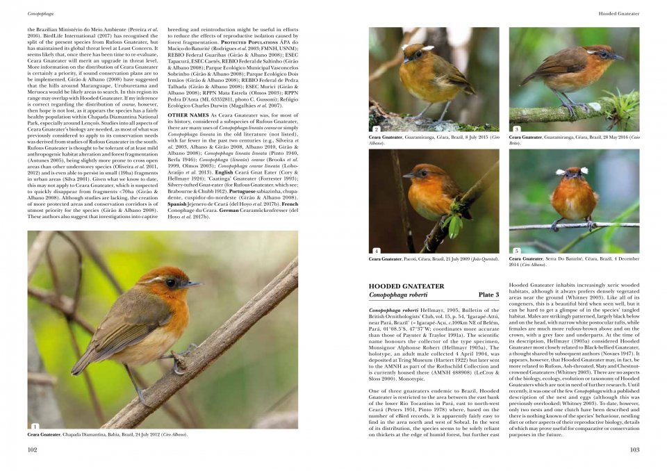 helm identification guides. antpittas and gnateaters