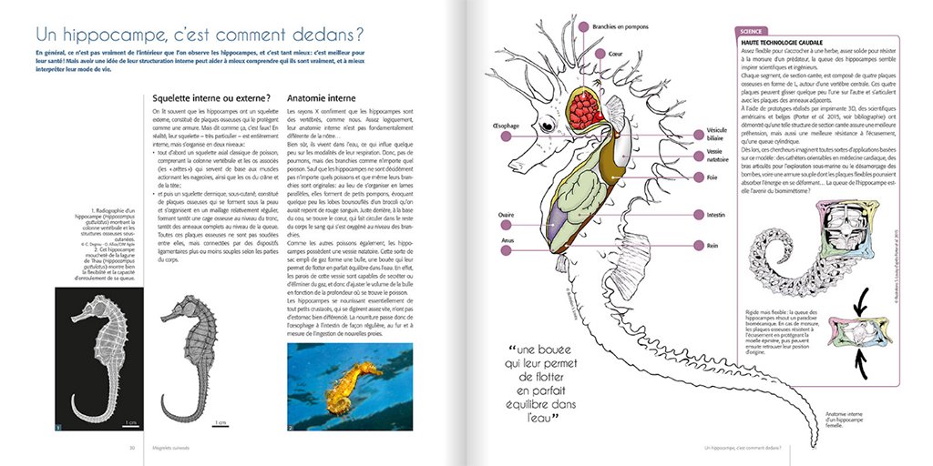 hippocampes. une famille d'excentriques