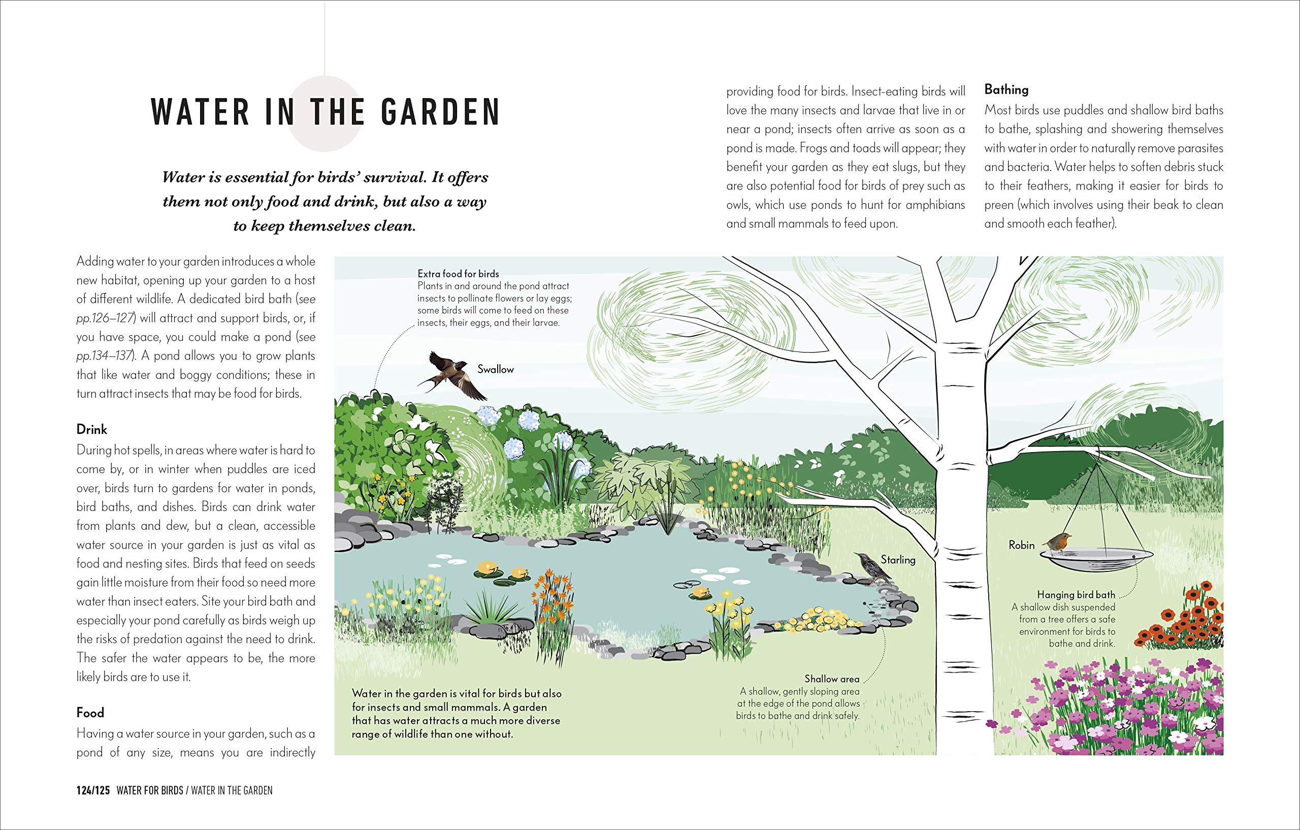 how to attract birds to your garden: food they like, plants they love, shelter they need