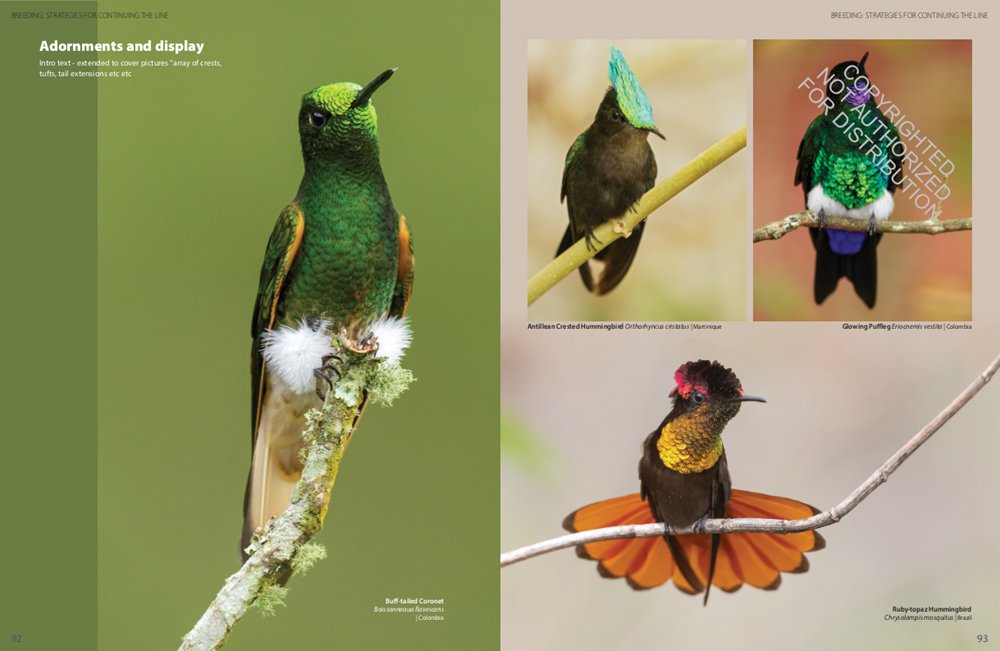 hummingbirds. a celebration of nature's jewels