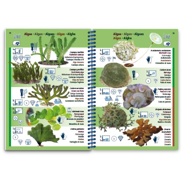 marine pictolife. mediterranean sea
