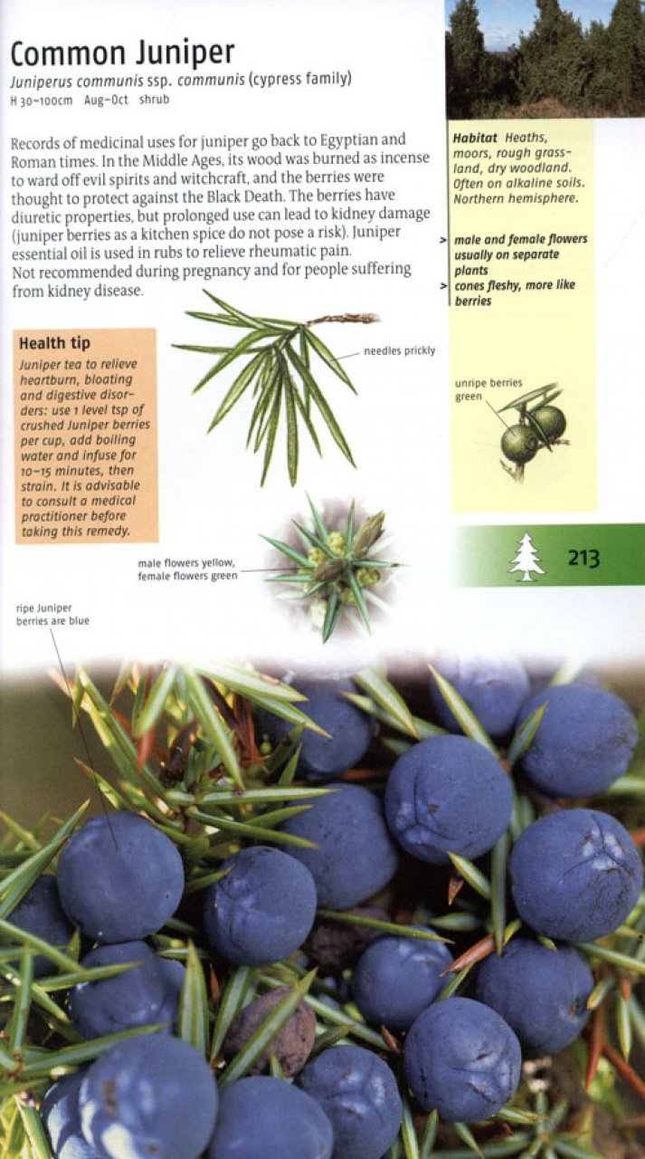 medicinal plants of britain and europe