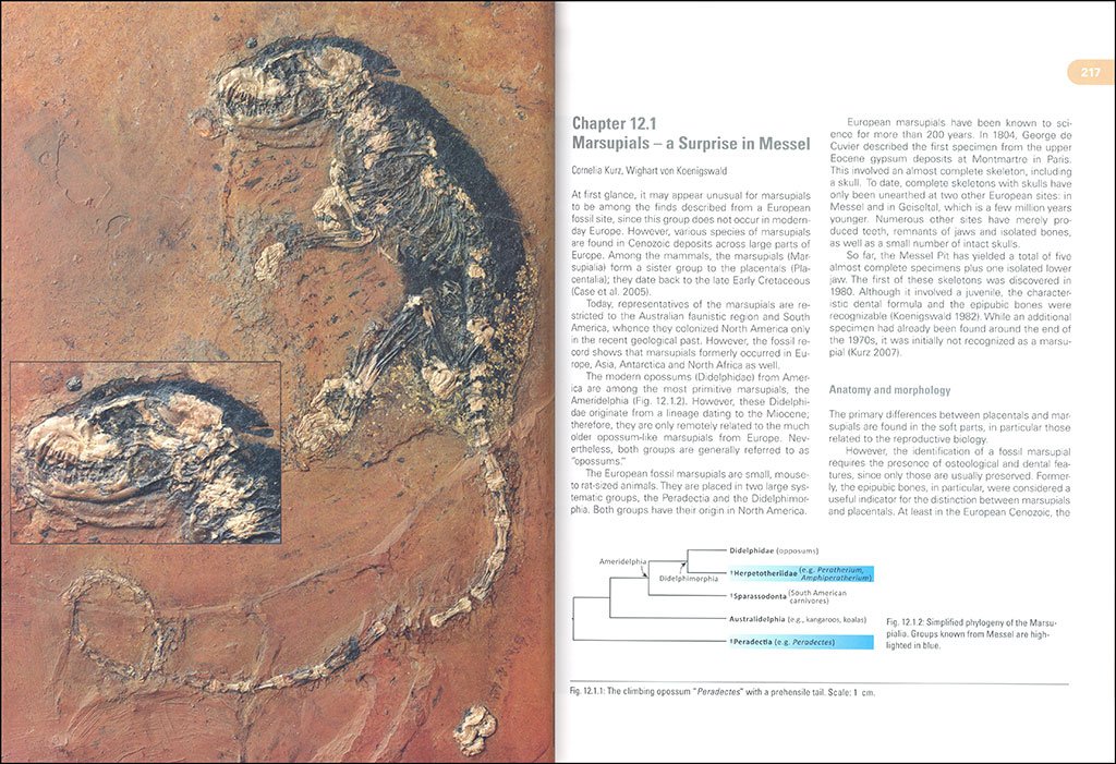messel: an ancient greenhouse ecosystem