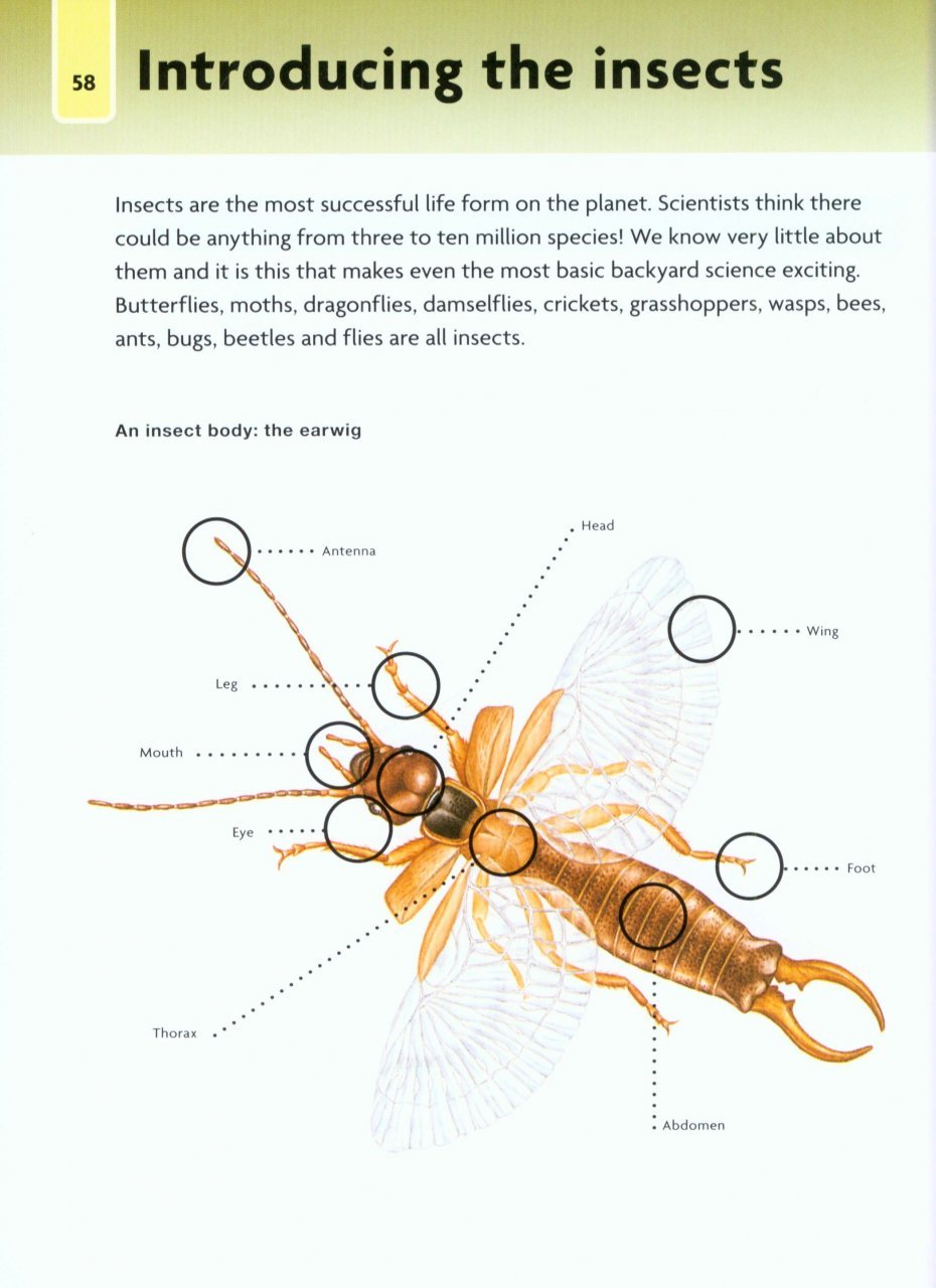 nick baker's bug book : discover the world of mini-beasts!