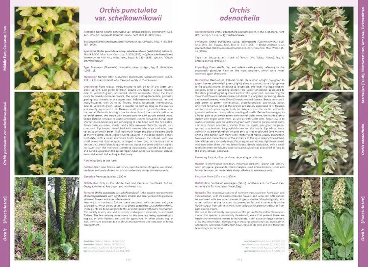 orchids of europe, north africa and the middle east