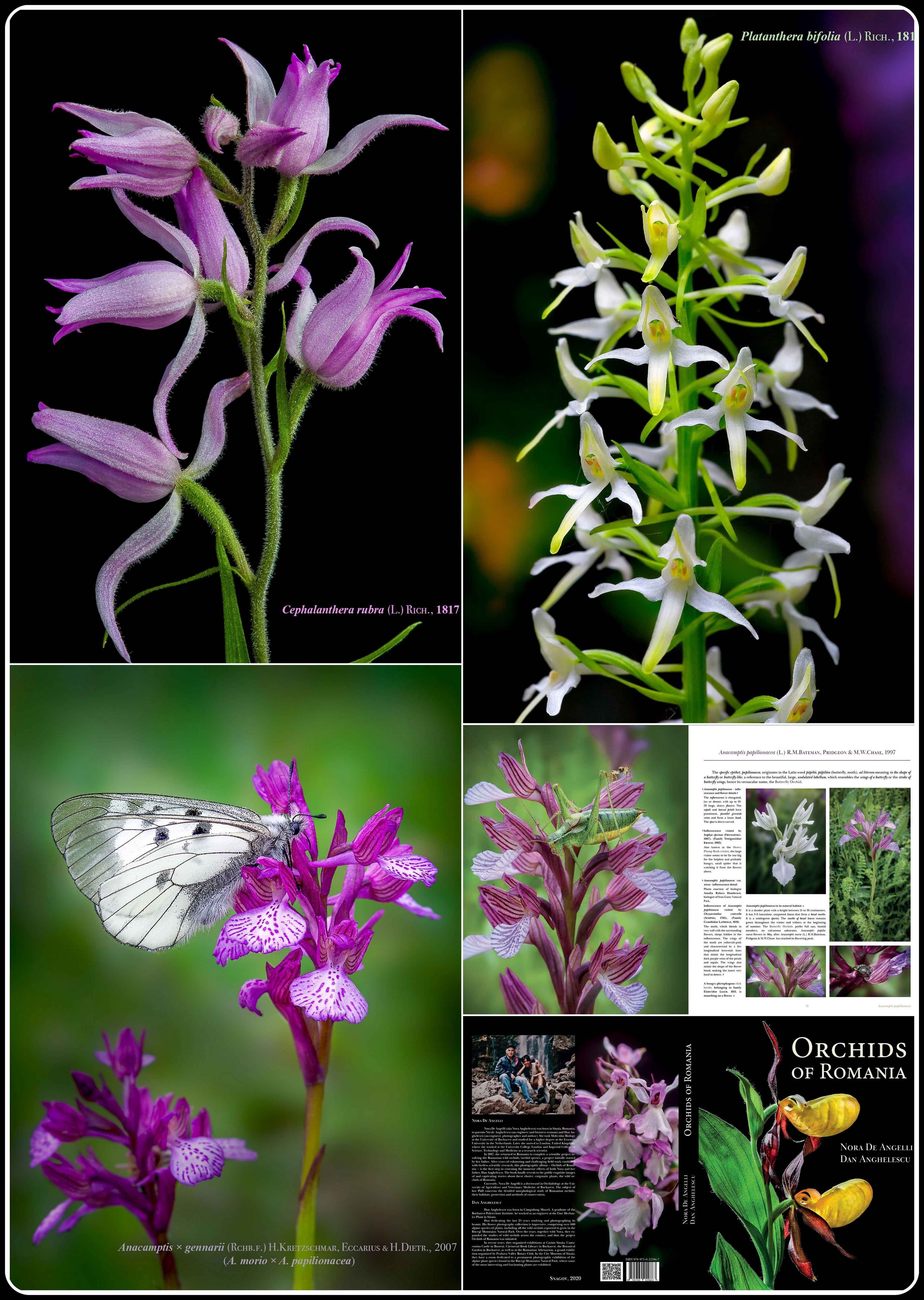 orchids of romania