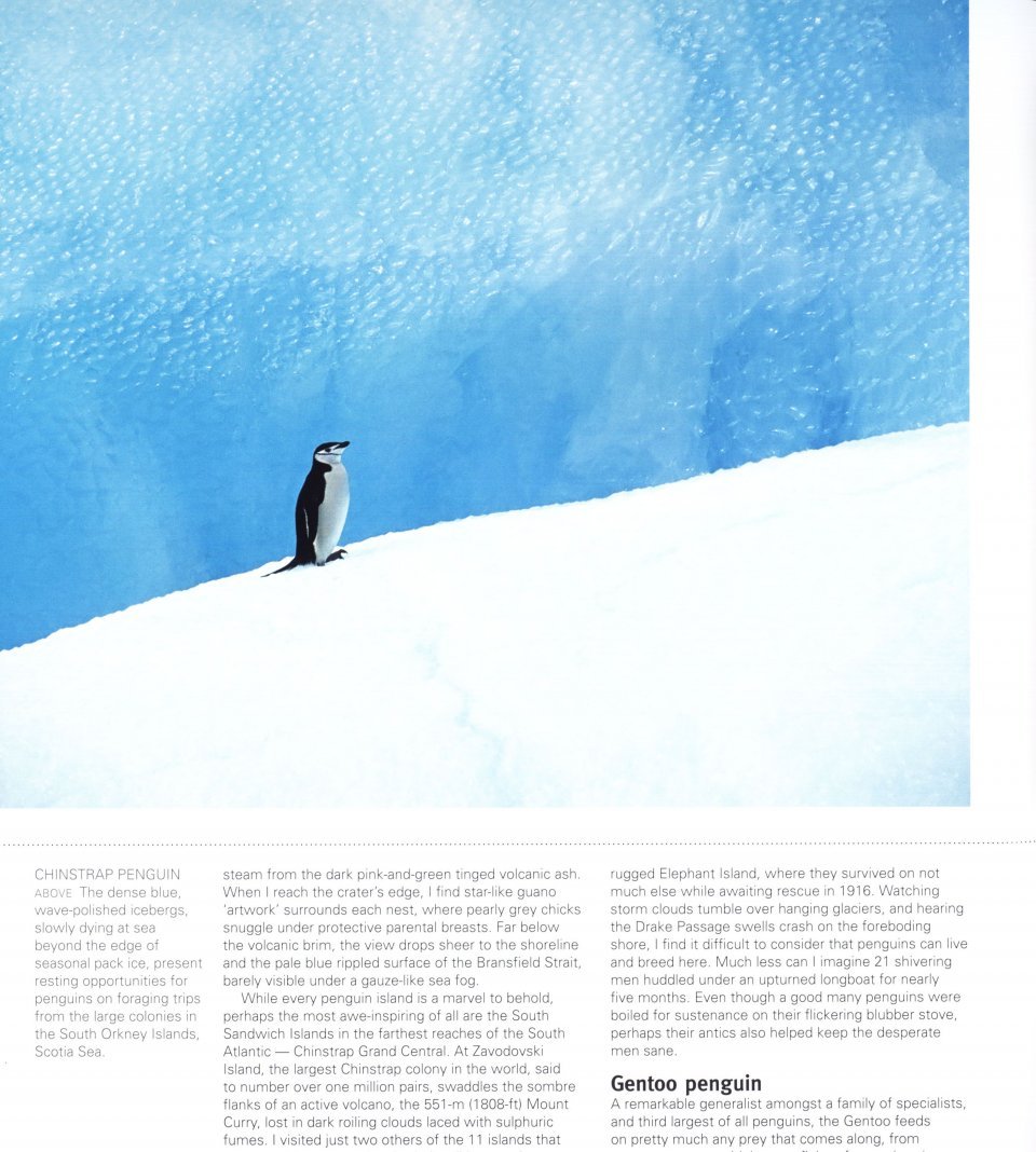 penguins. their world, their ways