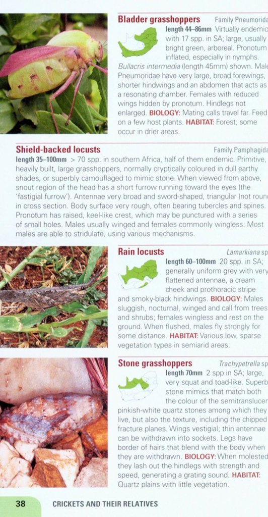 pocket guide insects of south africa
