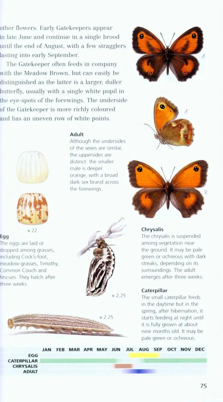 pocket guide to the butterflies of great britain and ireland