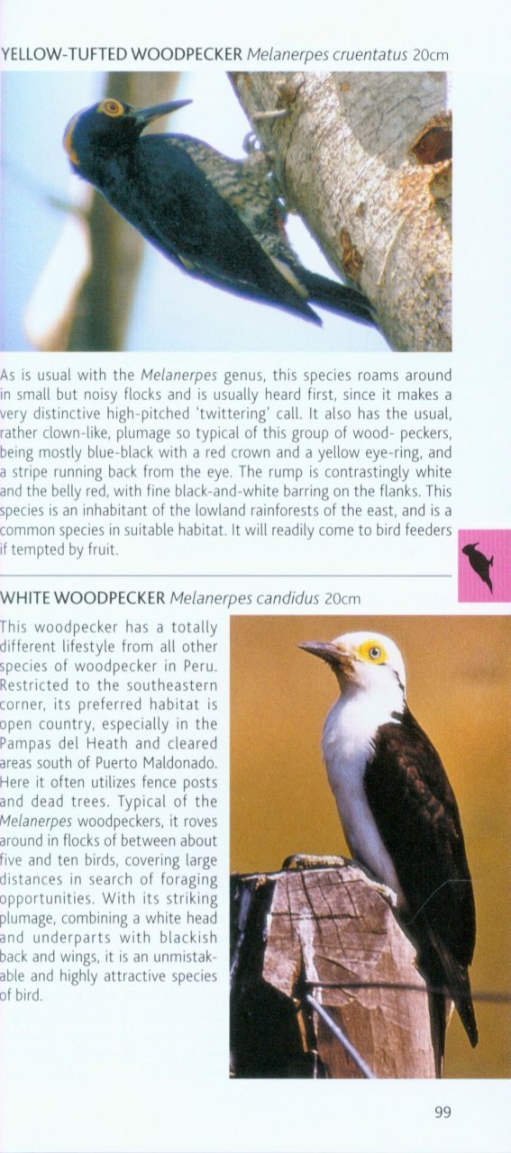 pocket photo guide to the birds of peru