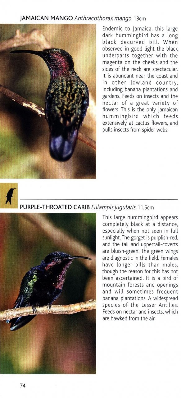 pocket photo guide to the birds of the west indies