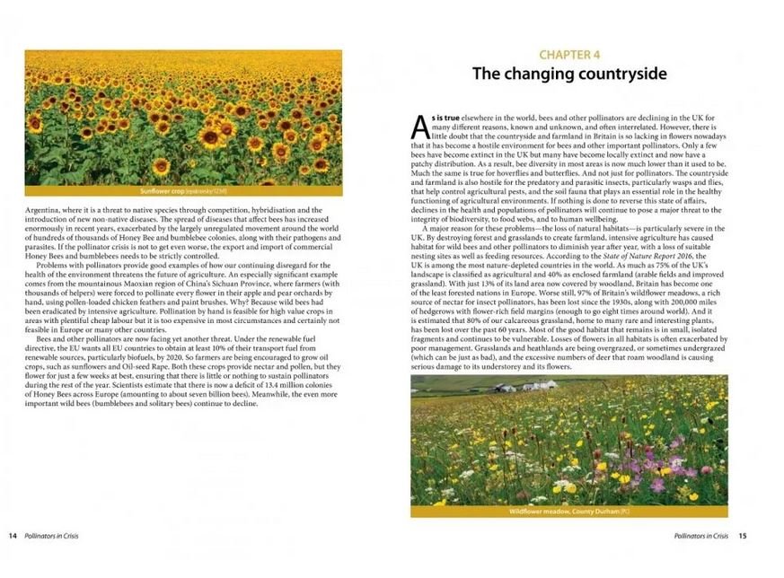 pollinators in crisis. how we can all give him a helping hand